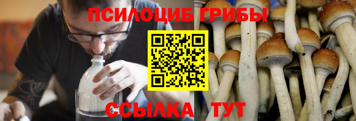 Псилоцибиновые грибы Cubensis  Галлюциногенные грибы Cubensis  Куйбышев  Вход с VPN 